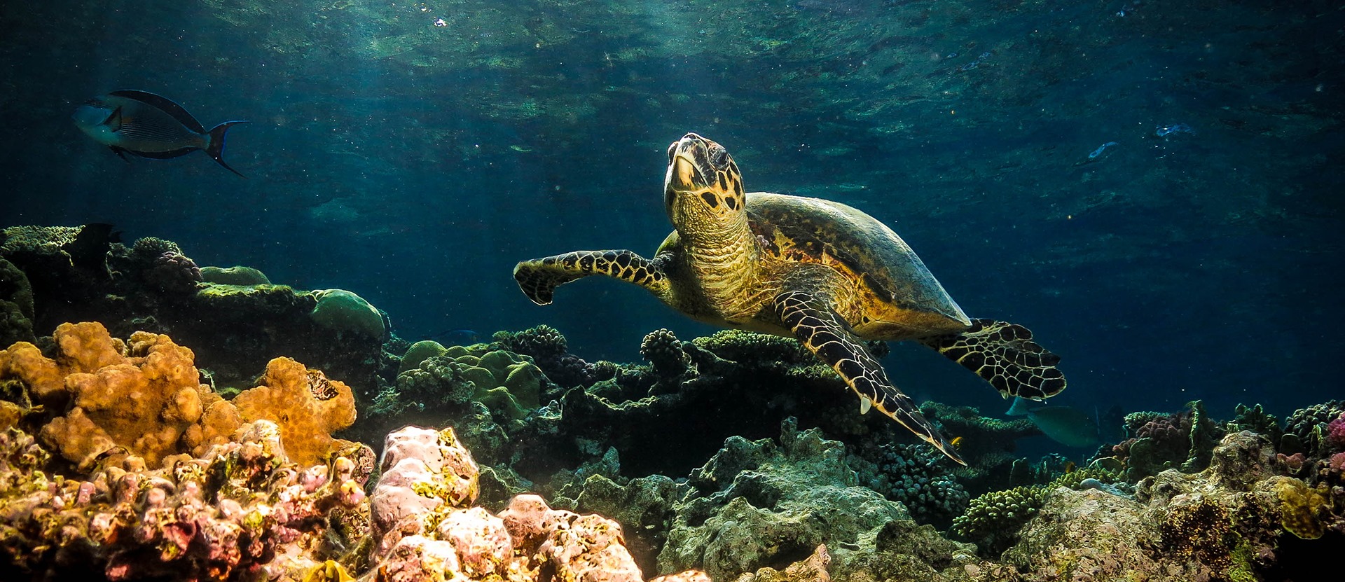 Diving Hurghada Ss.jpg